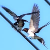 給餌を受ける燕のヒナ