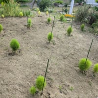 朝散歩　木の実