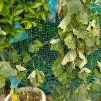 夏野菜に異変！