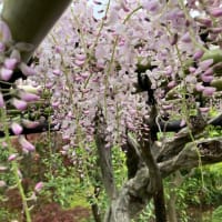 川崎市中原区の個人邸の移植したフジが開花しました。