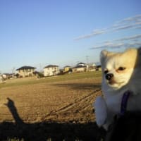 幻の柿散歩