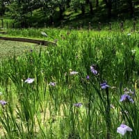 遅すぎた白鷺公園の花菖蒲　　　　2025.06.16