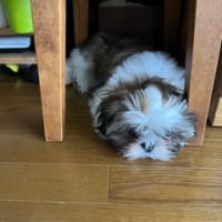 最近のお気に入り。