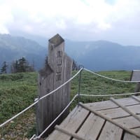 ＮＨＫ野山の植物（剣山）
