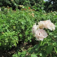 京都府立植物園「夏の早朝開園」その３　サルスベリ・夾竹桃・ヒマワリ・バラ　　　20240801