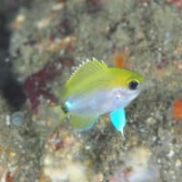 オビトウカイスズメダイの幼魚