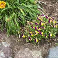我が家の花壇の花