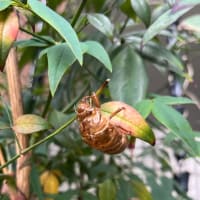 7月14日（月）午後から剣道体験