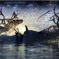 星野道夫の旅