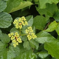 ４日朝散歩を休んだら。