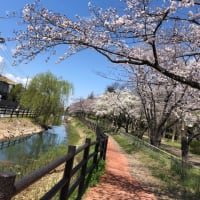 お花見