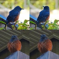イソちゃんに春が来た！