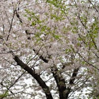 2025年のサクラも最終章に入ったようです