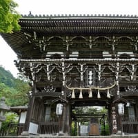 京都　青モミジ100シリーズの善峯寺