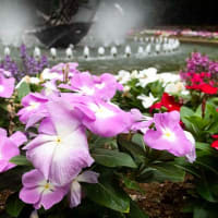 日比谷公園の花々