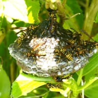 キアシナガバチの巣材集め