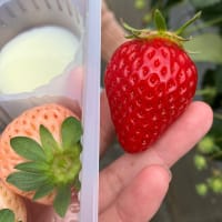 いちご狩り