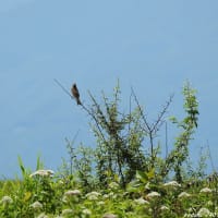 野鳥　ホオアカ