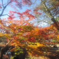 2022 奈良公園の紅葉