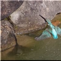 於大公園 ： 野鳥 ・ 翡翠 ・ カワセミ・・・フリー素材ブログ　カワセミ