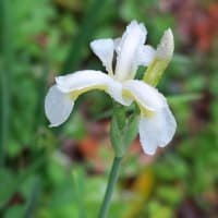 何れがアヤメかカキツバタ?。「花しょうぶ」です。