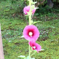 夏の花「タチアオイ」も開花。