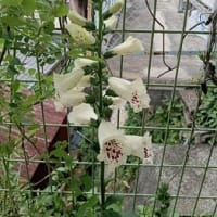 夏を待つシークレットガーデン