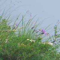 八方尾根の花 タカネムラサキ　八方池の上部の斜面、この辺りは足場がよくありません