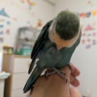 鳥さんの愛情表現💚