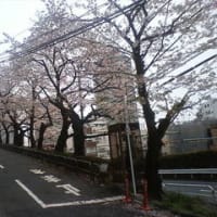 桜観察　4月9日
