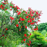 ブラシノキとバラの花（板橋区立赤塚植物園 2024.5.12撮影）
