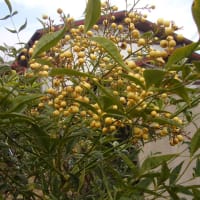 枯れ木のように見えるイチョウ並木