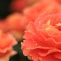 秦野市カルチャーパーク「薔薇満開」過ぎたかな……　2022/05/17