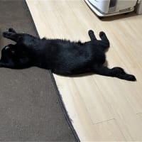 飛べ　めけｗ