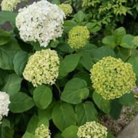白いアジサイが咲いた