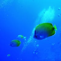 初日2本目「慶良間諸島・下曽根」での34分