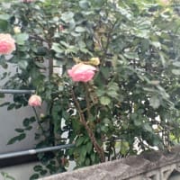 我が家の花