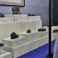 万博会場で見事な盆栽を観賞！・・・日本盆栽・水石展