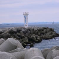 大磯照ヶ崎海岸～アオバト飛来