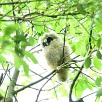 少し動いてくれた、トラフズクの子ども。