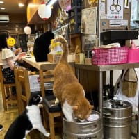 看板猫のいるお店で猫飲み 3 (2309-4)