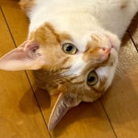 ６月２６日　あっちこっちで落ちてます