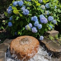 ２０２５．５．２８　堀切菖蒲園