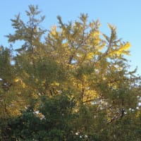 都立 光が丘公園 その３