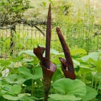 コンニャクの花　広がった花　ポピーとミヤコワスレ　ヤマボウシ　椿の実（？）
