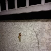 セミの脱皮