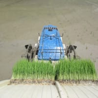 田植え完了～と、江坂ご褒美ランチ