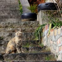 坂の街の猫たち　2025年2月　その9