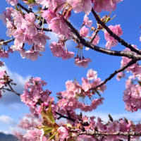 河津桜とカフェ