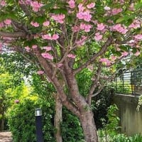 八重桜とコデマリ